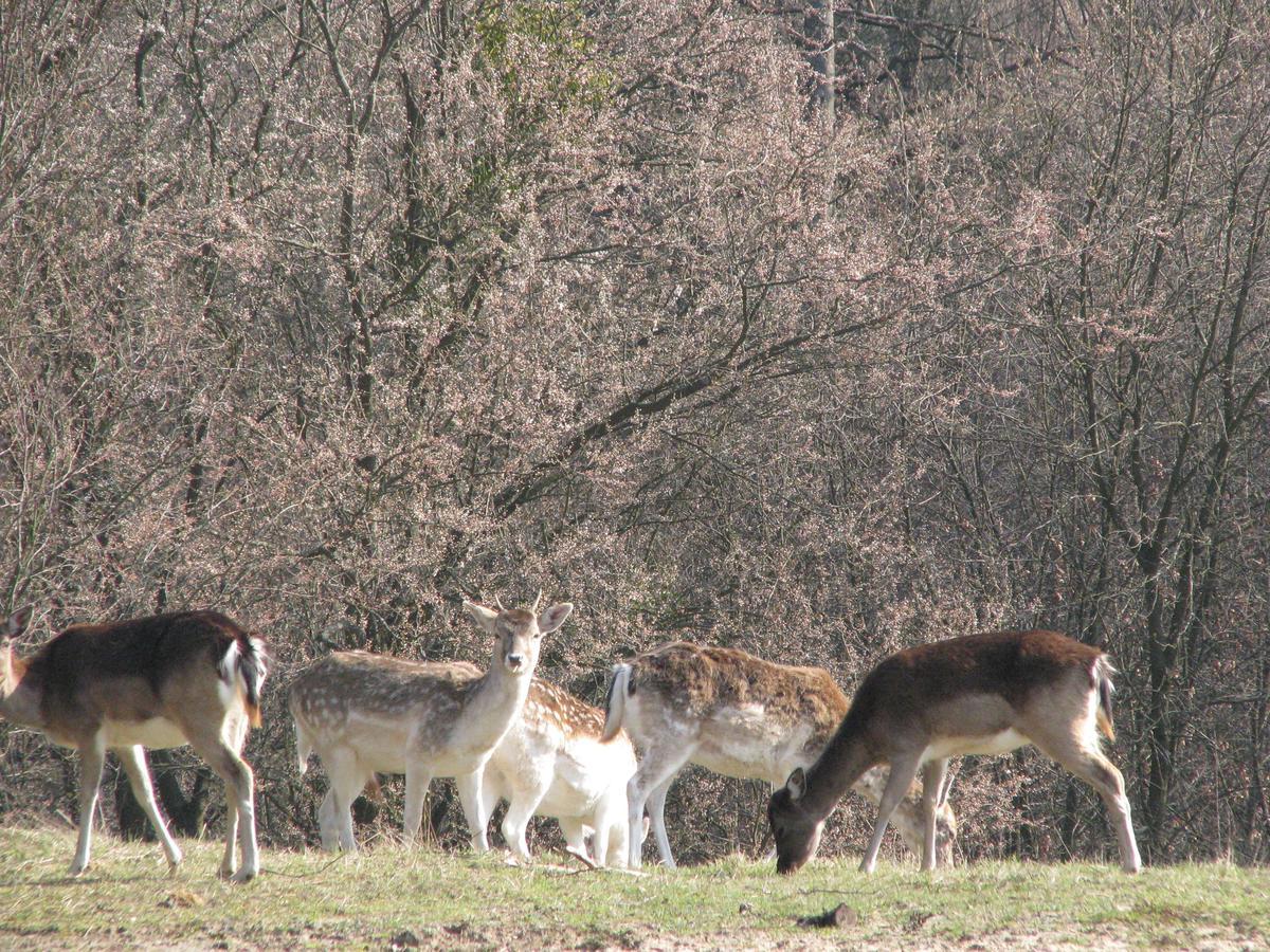 Rezydencja Nad Jeziorem Pestkownica Extérieur photo