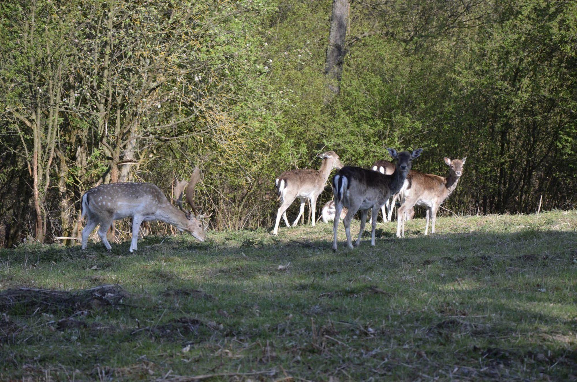 Rezydencja Nad Jeziorem Pestkownica Extérieur photo
